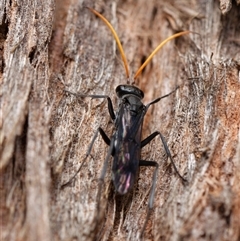 Fabriogenia sp. (genus) (Spider wasp) at Downer, ACT - 12 Oct 2024 by RobertD