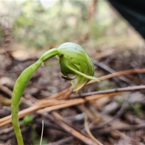 Pterostylis nutans at Uriarra Village, ACT - suppressed