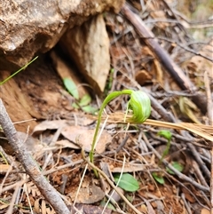 Pterostylis nutans at Uriarra Village, ACT - suppressed