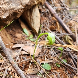 Pterostylis nutans at Uriarra Village, ACT - 29 Sep 2024