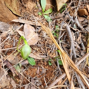 Pterostylis nutans at Uriarra Village, ACT - 29 Sep 2024