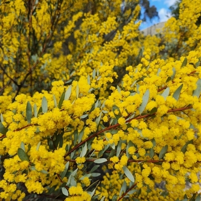 Acacia buxifolia subsp. buxifolia (Box-leaf Wattle) at Uriarra Village, ACT - 31 Aug 2024 by rangerstacey