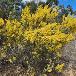 Acacia buxifolia subsp. buxifolia at Uriarra Village, ACT - 31 Aug 2024