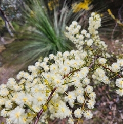 Acacia genistifolia at Uriarra Village, ACT - 31 Aug 2024 12:20 PM