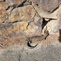 Tiliqua scincoides scincoides (Eastern Blue-tongue) at Latham, ACT - 7 Sep 2024 by rangerstacey