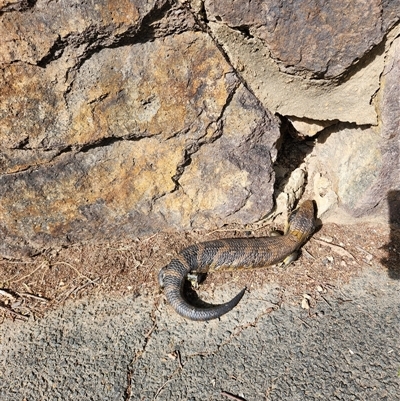 Tiliqua scincoides scincoides (Eastern Blue-tongue) at Latham, ACT - 7 Sep 2024 by rangerstacey
