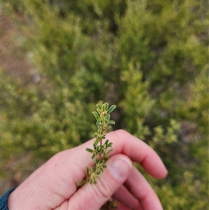 Pomaderris angustifolia at Uriarra Village, ACT - 12 Sep 2024 01:08 PM