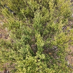 Pomaderris angustifolia at Uriarra Village, ACT - 12 Sep 2024 01:08 PM