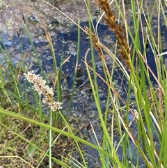 Carex appressa (Tall Sedge) at Currawang, NSW - 12 Oct 2024 by JaneR