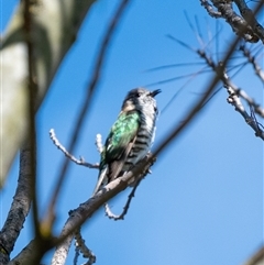 Chrysococcyx lucidus (Shining Bronze-Cuckoo) at Wallaroo, NSW - 13 Oct 2024 by Jek