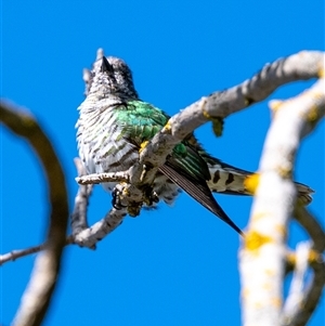 Chrysococcyx lucidus at Wallaroo, NSW - 13 Oct 2024