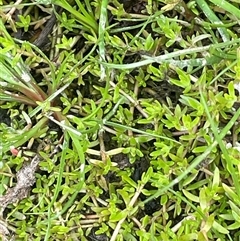 Crassula helmsii at Currawang, NSW - 12 Oct 2024 01:12 PM