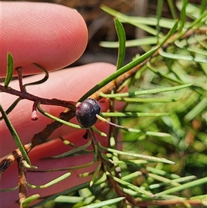 Persoonia chamaepeuce at Uriarra Village, ACT - 29 Sep 2024 02:31 PM