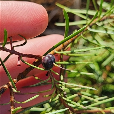 Persoonia chamaepeuce (Dwarf Geebung) at Uriarra Village, ACT - 29 Sep 2024 by rangerstacey