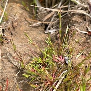 Juncus bufonius at Currawang, NSW - 12 Oct 2024