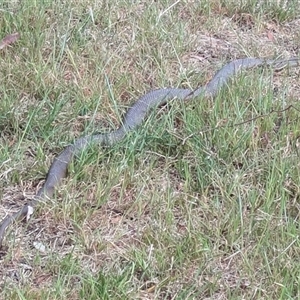 Pseudonaja textilis at Wallaroo, NSW - 12 Oct 2024