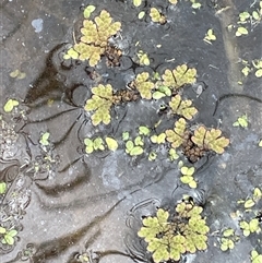 Azolla rubra (Red Water Fern) at Currawang, NSW - 12 Oct 2024 by JaneR