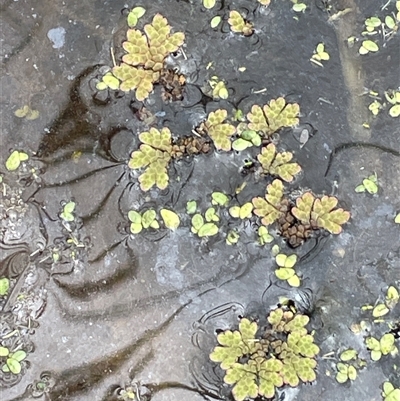 Azolla rubra (Red Water Fern) at Currawang, NSW - 12 Oct 2024 by JaneR