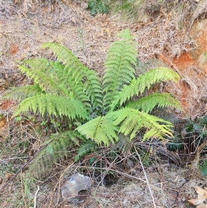 Cyathea australis subsp. australis at Uriarra Village, ACT - suppressed