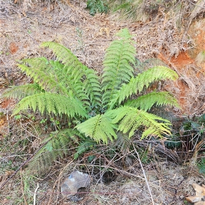 Cyathea australis subsp. australis (Rough Tree Fern) at Uriarra Village, ACT - 29 Sep 2024 by rangerstacey