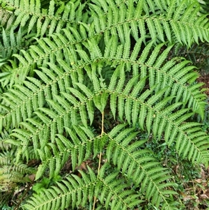 Cyathea australis subsp. australis at Uriarra Village, ACT - suppressed