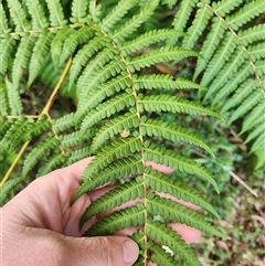 Cyathea australis subsp. australis at Uriarra Village, ACT - suppressed