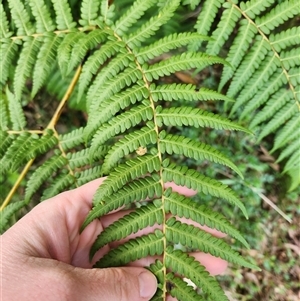 Cyathea australis subsp. australis at Uriarra Village, ACT - suppressed