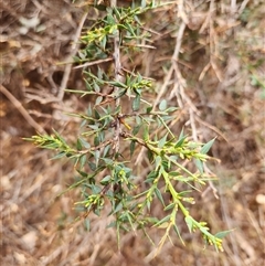 Daviesia ulicifolia subsp. ruscifolia (Broad-leaved Gorse Bitter Pea) at Uriarra Village, ACT - 29 Sep 2024 by rangerstacey