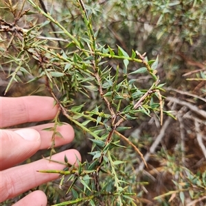 Daviesia ulicifolia subsp. ruscifolia at Uriarra Village, ACT - 29 Sep 2024 03:19 PM