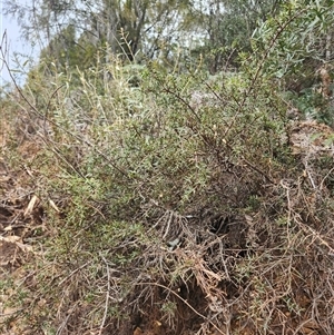 Daviesia ulicifolia subsp. ruscifolia at Uriarra Village, ACT - 29 Sep 2024 03:19 PM