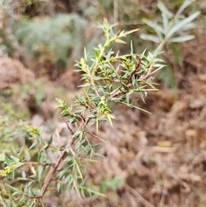 Daviesia ulicifolia subsp. ruscifolia at Uriarra Village, ACT - 29 Sep 2024 03:19 PM