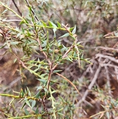 Daviesia ulicifolia subsp. ruscifolia at Uriarra Village, ACT - 29 Sep 2024 03:19 PM