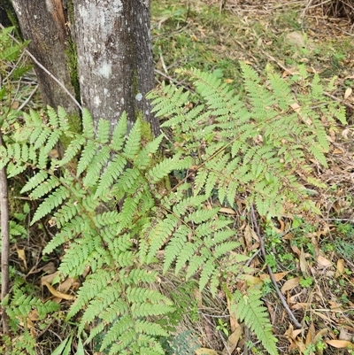 Hypolepis sp. (A Ground Fern) at Uriarra Village, ACT - 29 Sep 2024 by rangerstacey