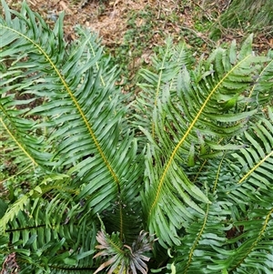 Blechnum nudum at Uriarra Village, ACT - 29 Sep 2024