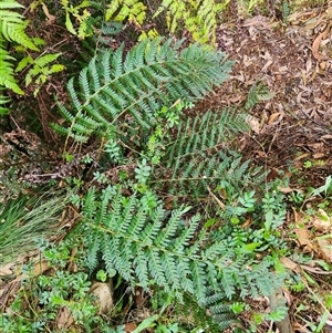 Polystichum proliferum at Uriarra Village, ACT - 29 Sep 2024 02:52 PM