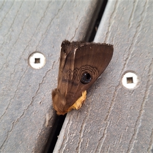 Dasypodia selenophora at Florey, ACT - 27 Sep 2024