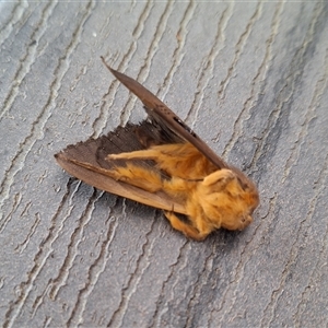 Dasypodia selenophora at Florey, ACT - 27 Sep 2024