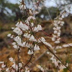 Styphelia fletcheri subsp. brevisepala (Twin Flower Beard-Heath) at Uriarra Village, ACT - 29 Sep 2024 by rangerstacey