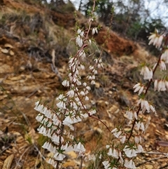 Styphelia fletcheri subsp. brevisepala at Uriarra Village, ACT - 29 Sep 2024