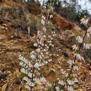 Styphelia fletcheri subsp. brevisepala at Uriarra Village, ACT - 29 Sep 2024