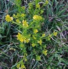 Barbarea verna (Wintercress, American Cress) at Latham, ACT - 1 Oct 2024 by rangerstacey