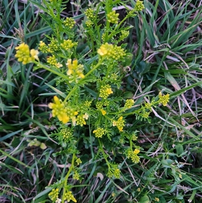 Barbarea verna (Wintercress, American Cress) at Latham, ACT - 1 Oct 2024 by rangerstacey