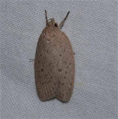 Garrha repandula (a Concealer Moth) at Freshwater Creek, VIC - 16 Feb 2021 by WendyEM