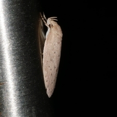 Garrha repandula at Freshwater Creek, VIC - 16 Feb 2021