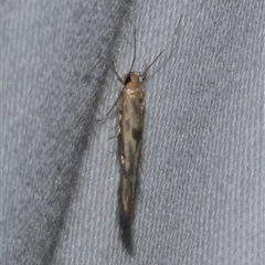 Stathmopoda hyposcia (A Gelechioid moth) at Freshwater Creek, VIC - 15 Feb 2021 by WendyEM