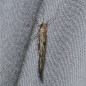 Stathmopoda hyposcia at Freshwater Creek, VIC - 15 Feb 2021