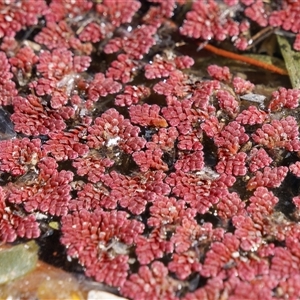 Azolla pinnata at Theodore, ACT - 22 Sep 2024 01:42 PM