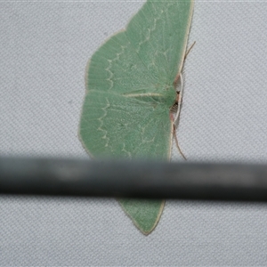 Chlorocoma dichloraria at Freshwater Creek, VIC - 15 Feb 2021 11:37 PM