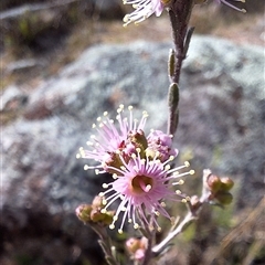 Kunzea parvifolia (Violet Kunzea) at Conder, ACT - 21 Sep 2024 by KorinneM