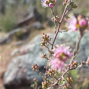 Kunzea parvifolia at Conder, ACT - 21 Sep 2024